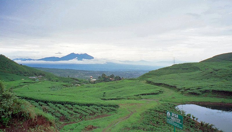 10 makanan enak di puncak